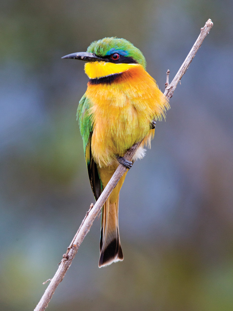 Little Bee-Eater Perching