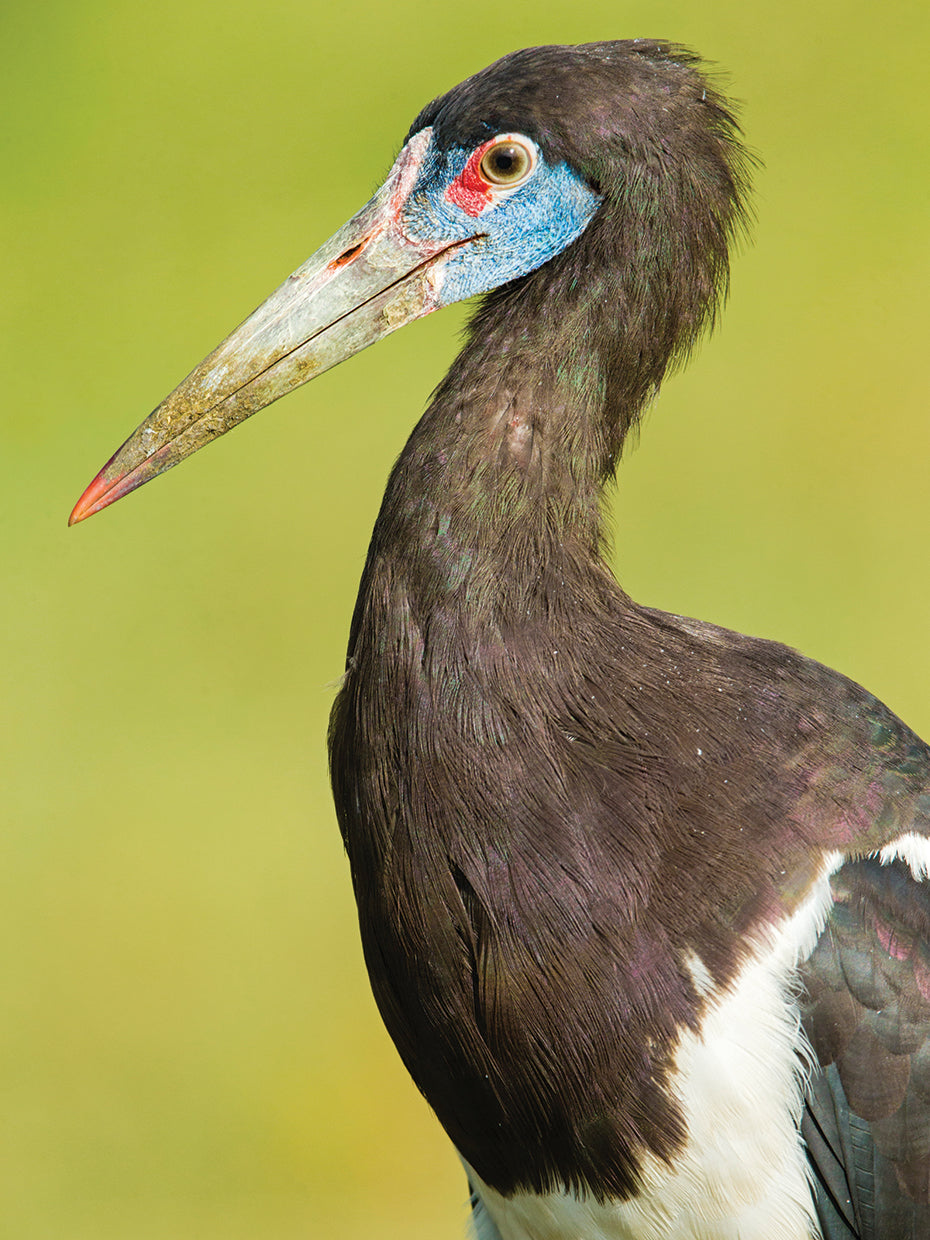 African Stork