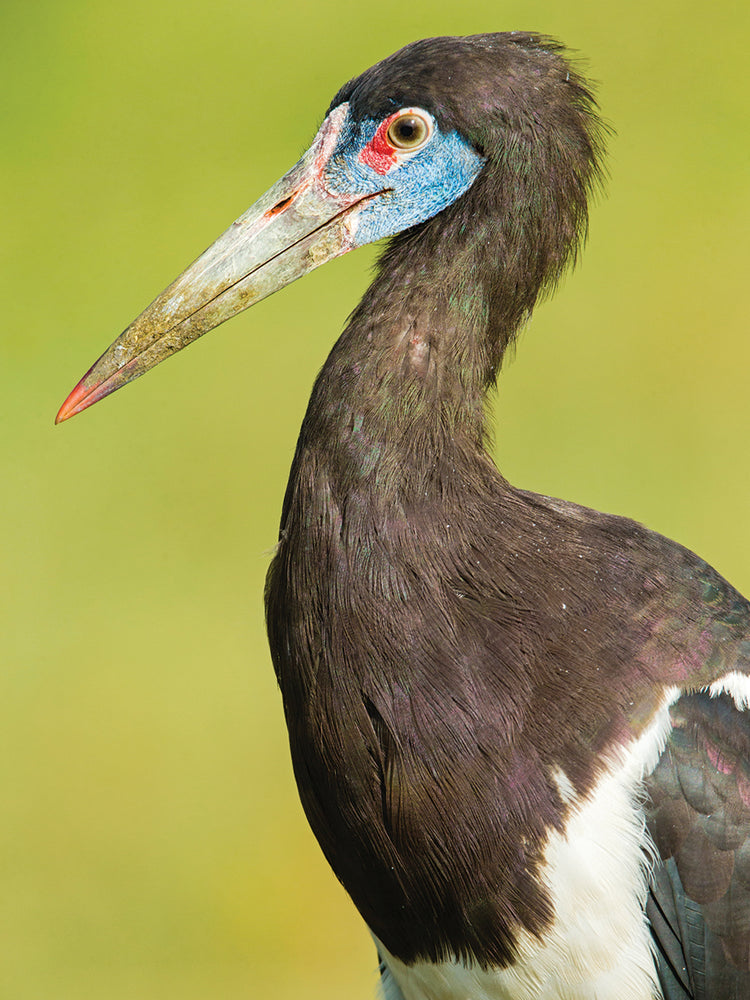 Cigüeña africana Lienzo