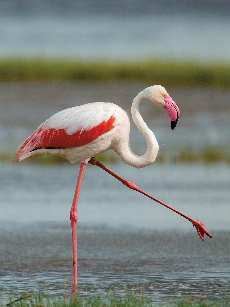 Flashy Flamingo
