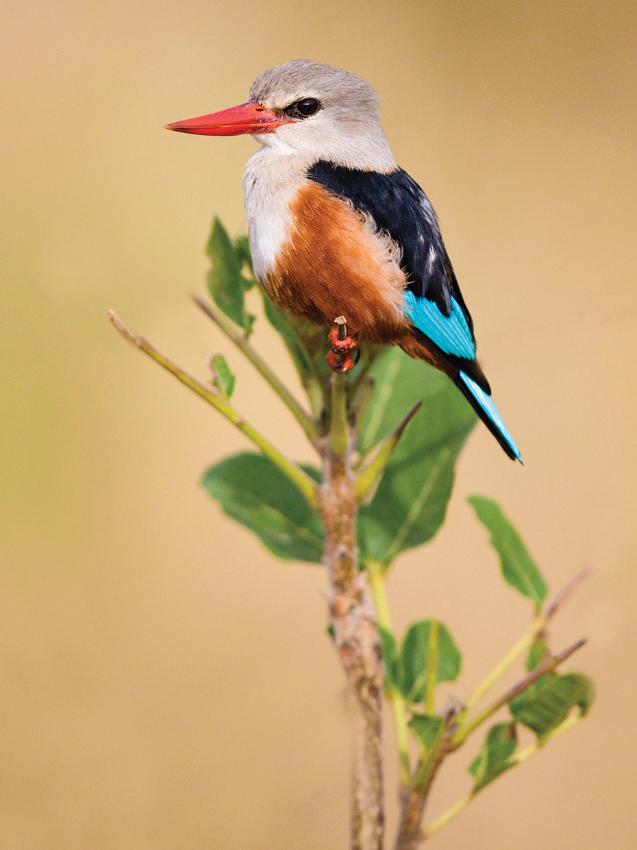 National Park Kingfisher