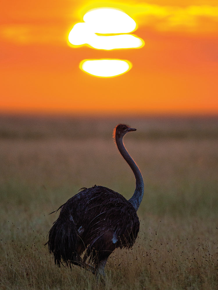 Ostrich African Sunset