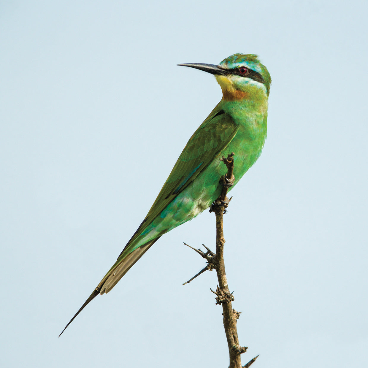 Canela Bee Eater Lienzo