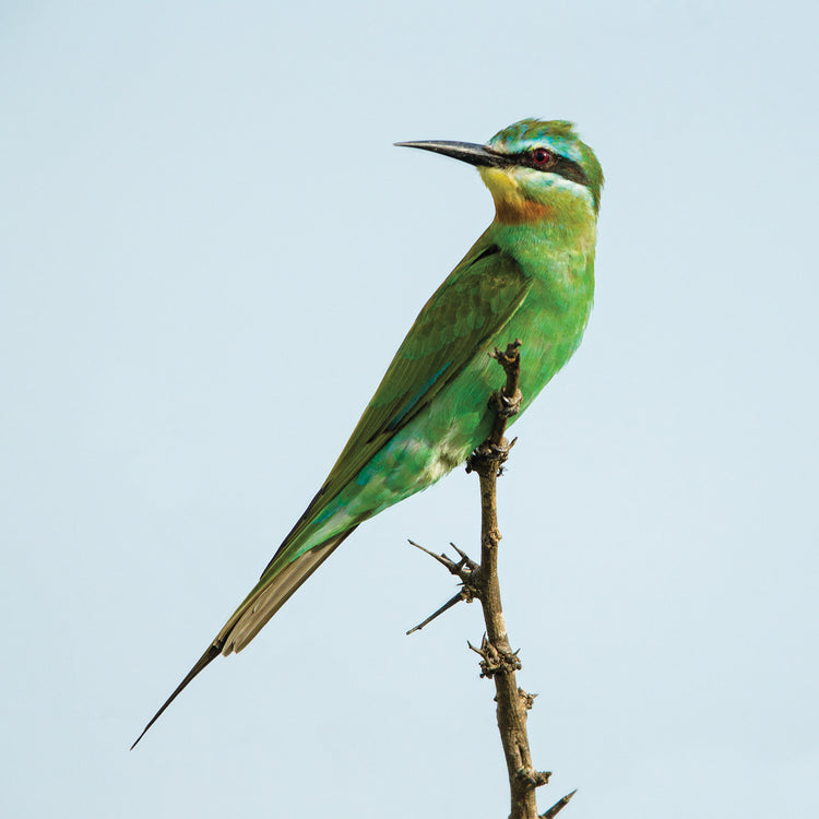 Canela Bee Eater Lienzo