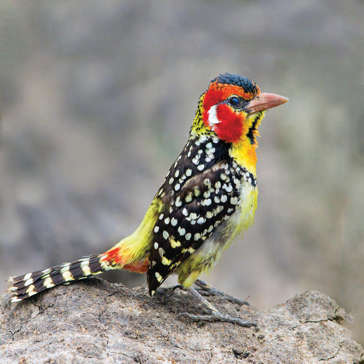 Barbudo amarillo rojo Lienzo