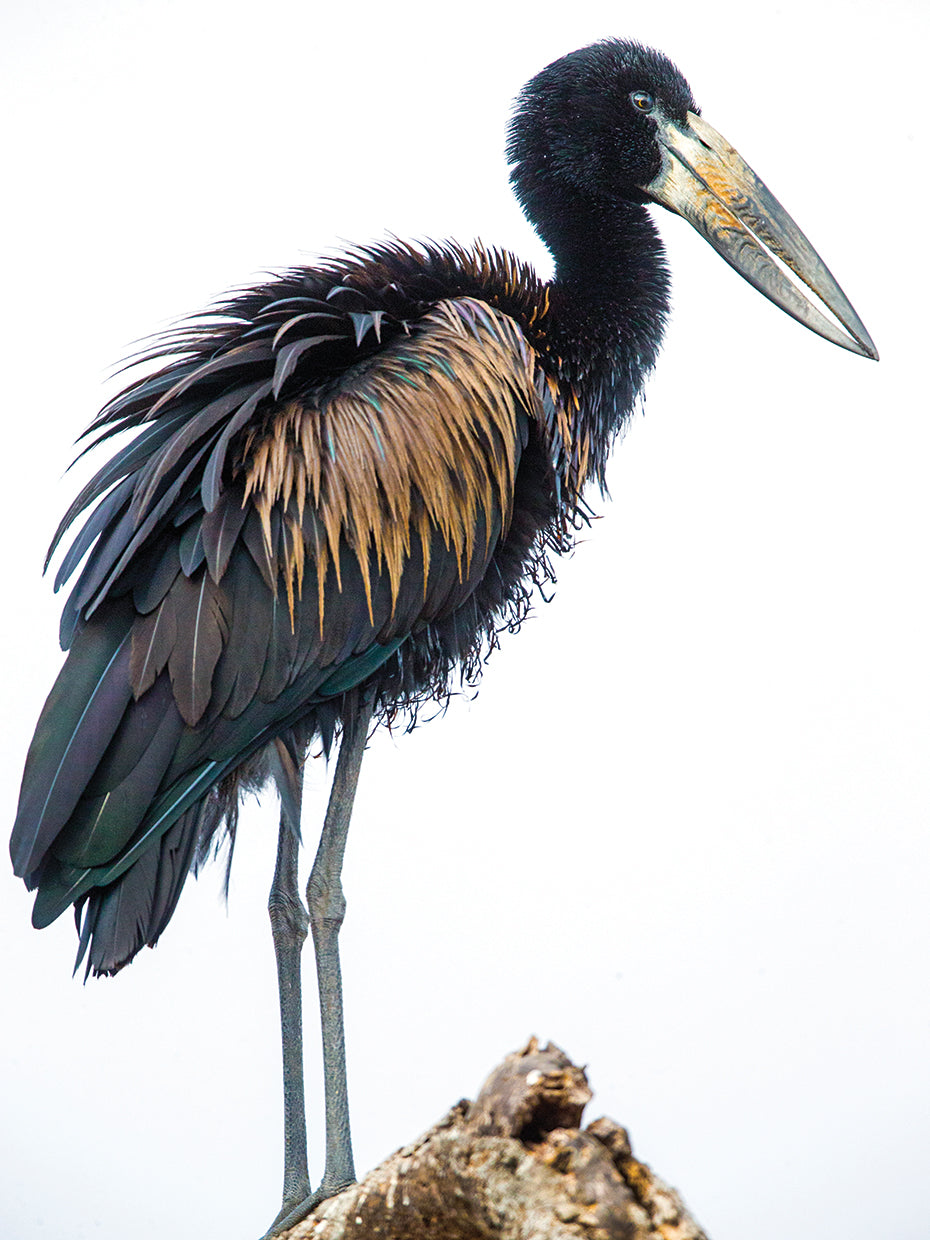 African Nature Bird