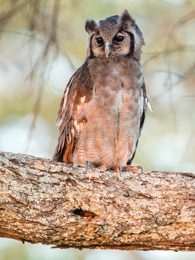 Exotic Eagle Owl