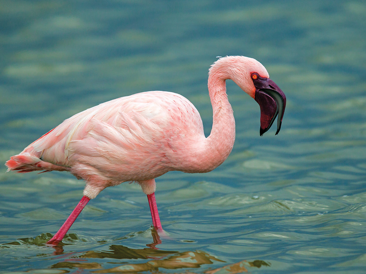 Flamingo Safari