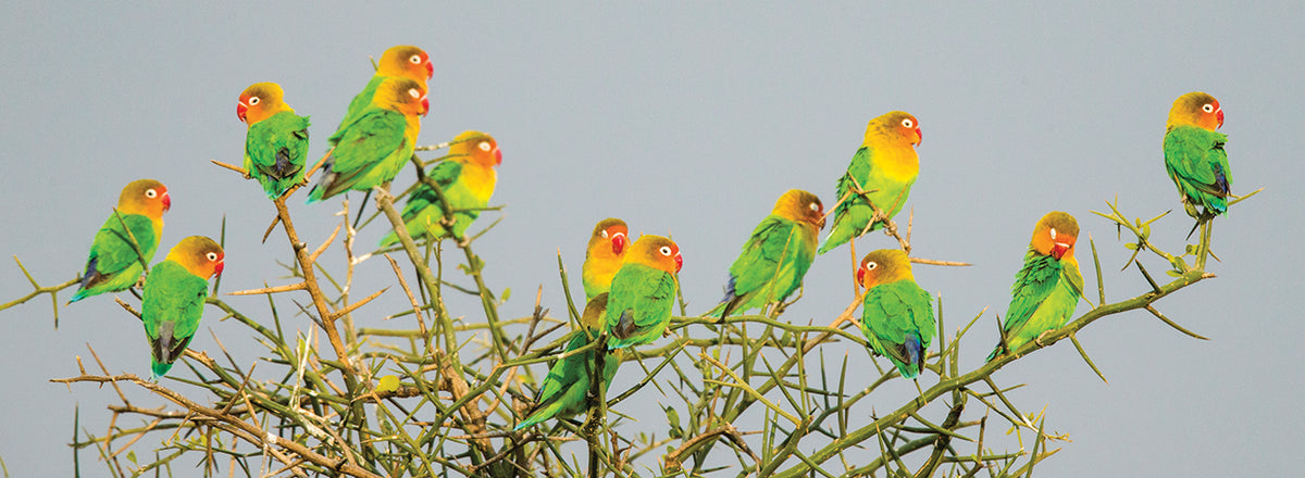 African Lovebirds