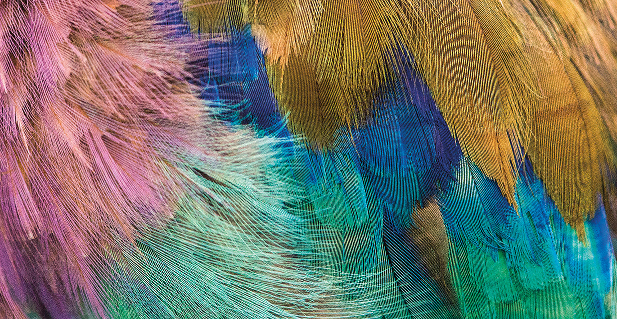 Plumas lilas africanas Lienzo