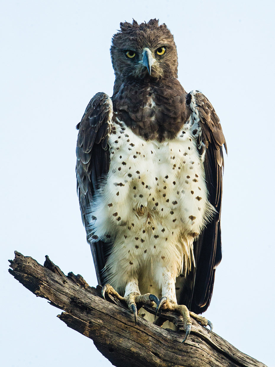 Águila africana real Lienzo