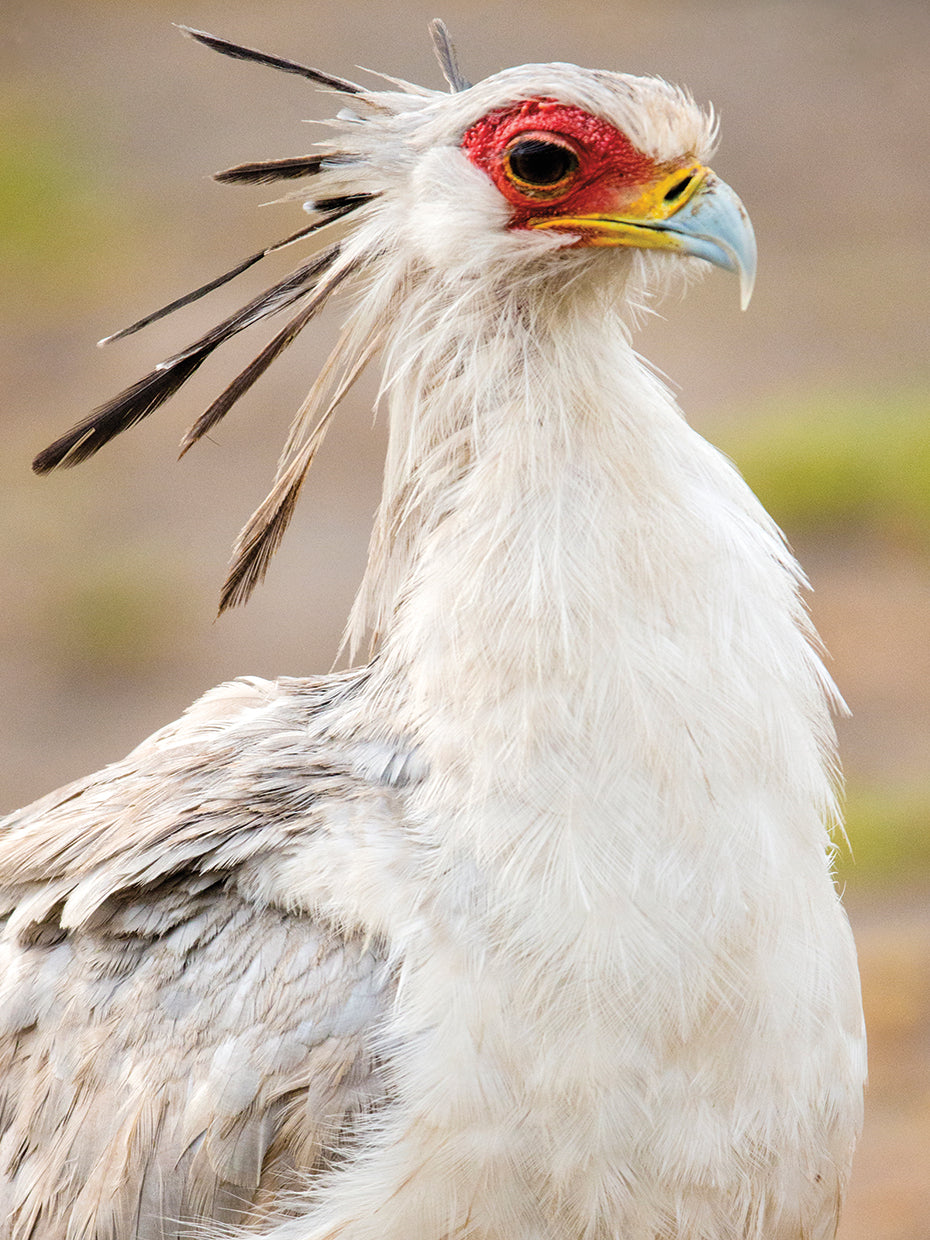 Pájaro alto secretario Lienzo
