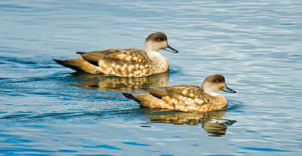 Crested Ducks Swimming
