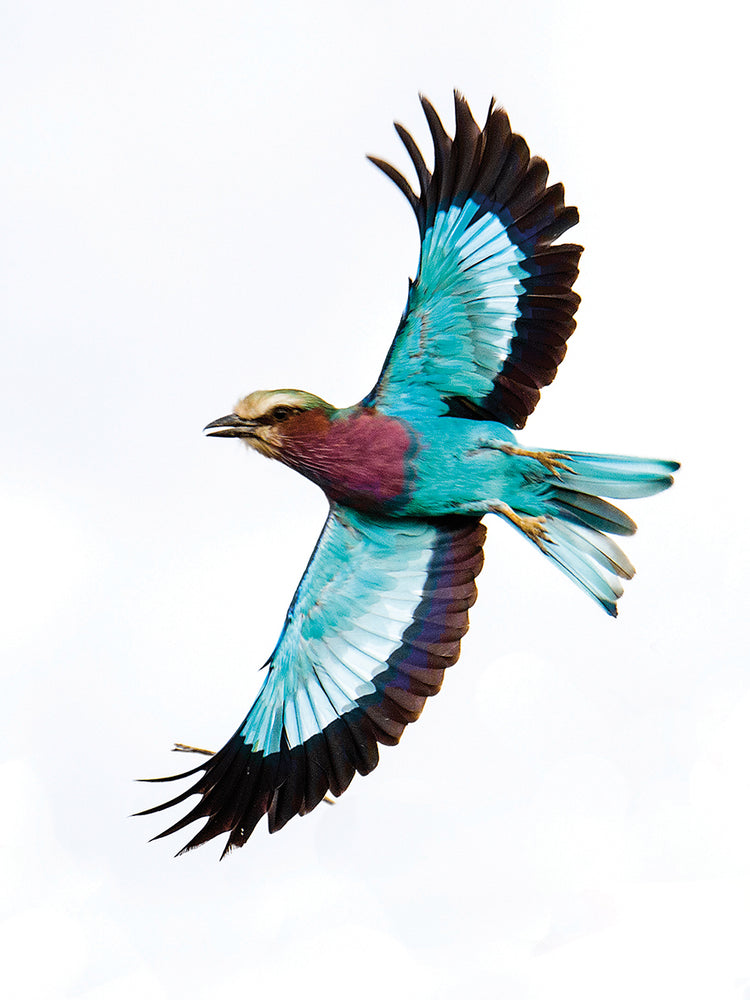 Lila en vuelo Lienzo