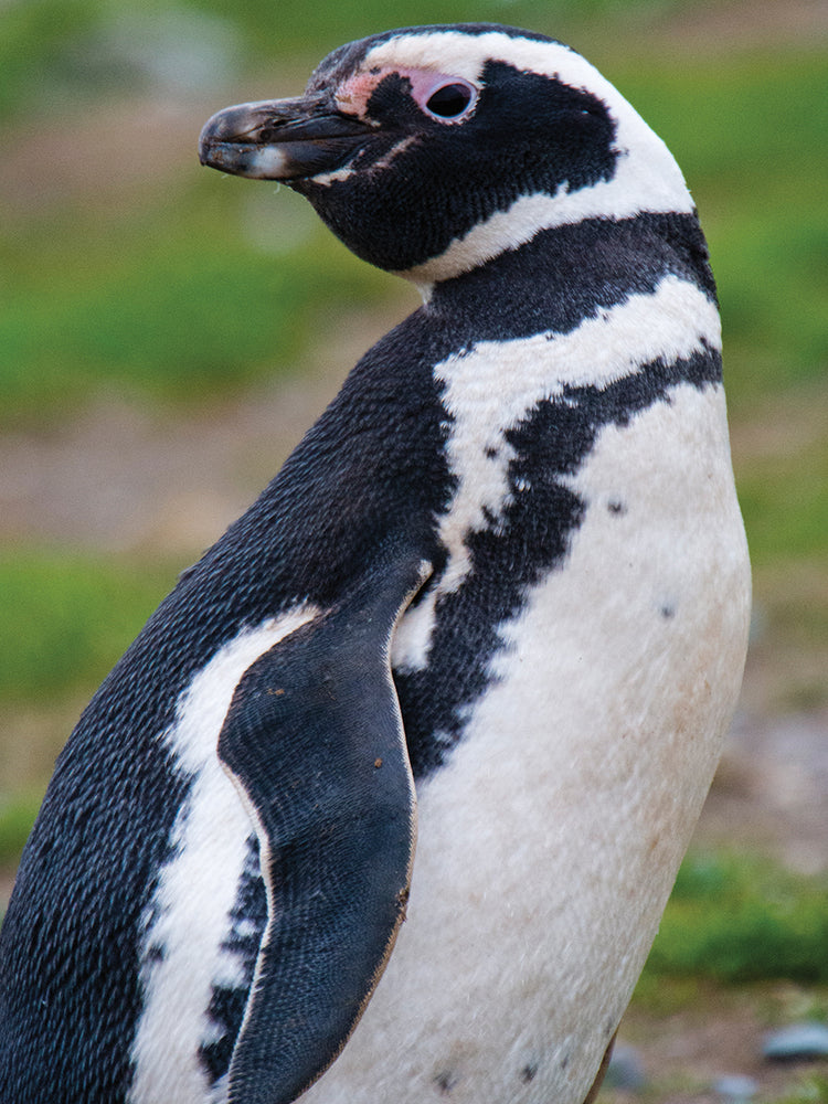 Perfil de pingüino de Chile Lienzo