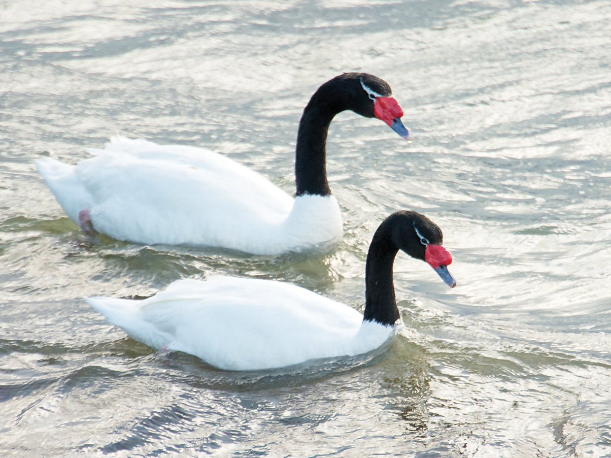 Cisne negro chile Lienzo