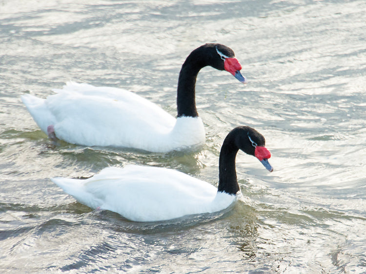 Cisne negro chile Lienzo