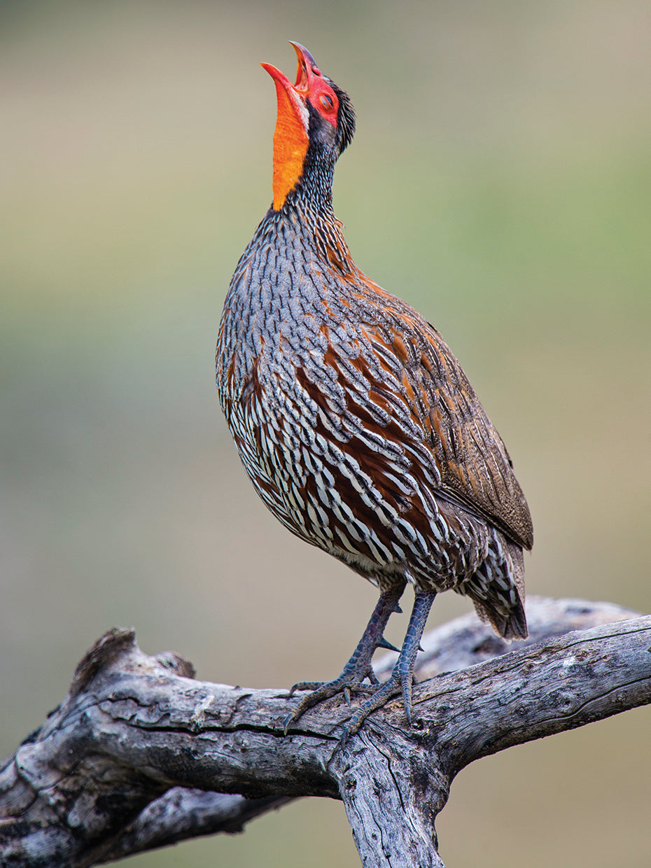 Pájaro posado africano Lienzo