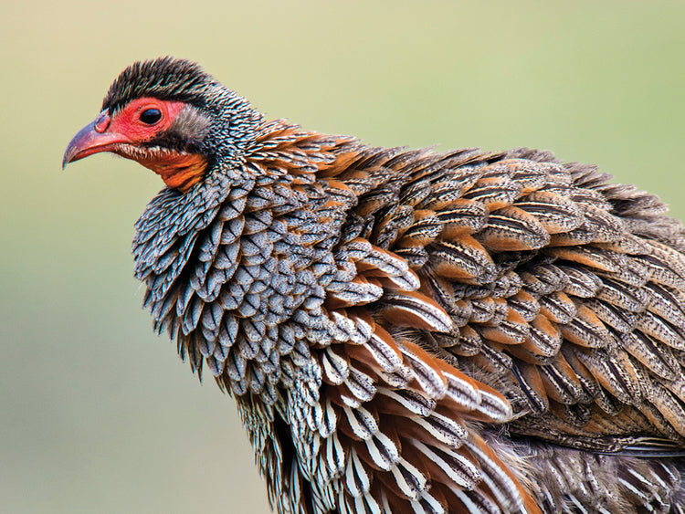 Spurfowl Bird África Lienzo