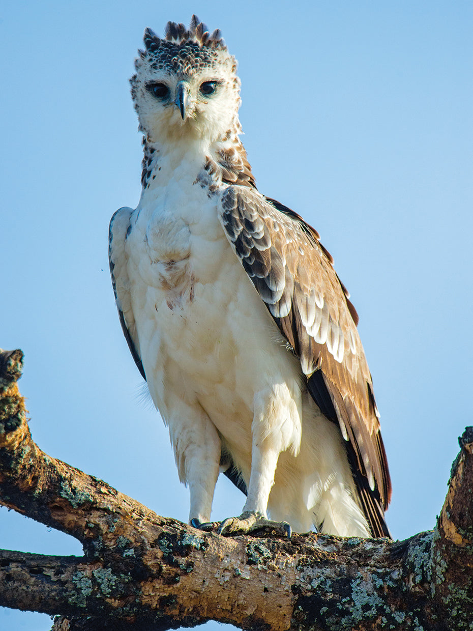Perching Eagle Africa
