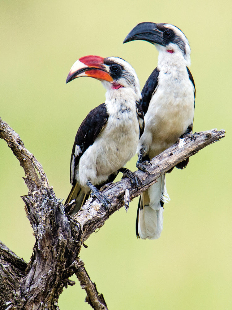 Cálaos de Tanzania Lienzo