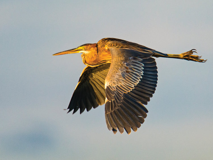 Garza imperial África Lienzo
