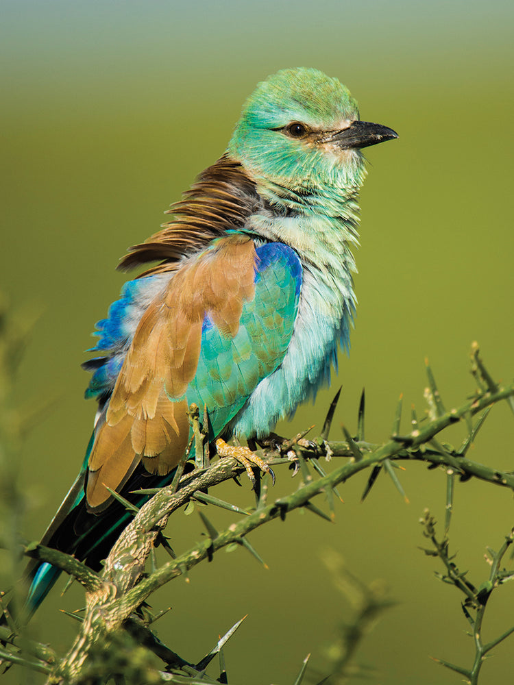 Rodillo de tanzania Lienzo