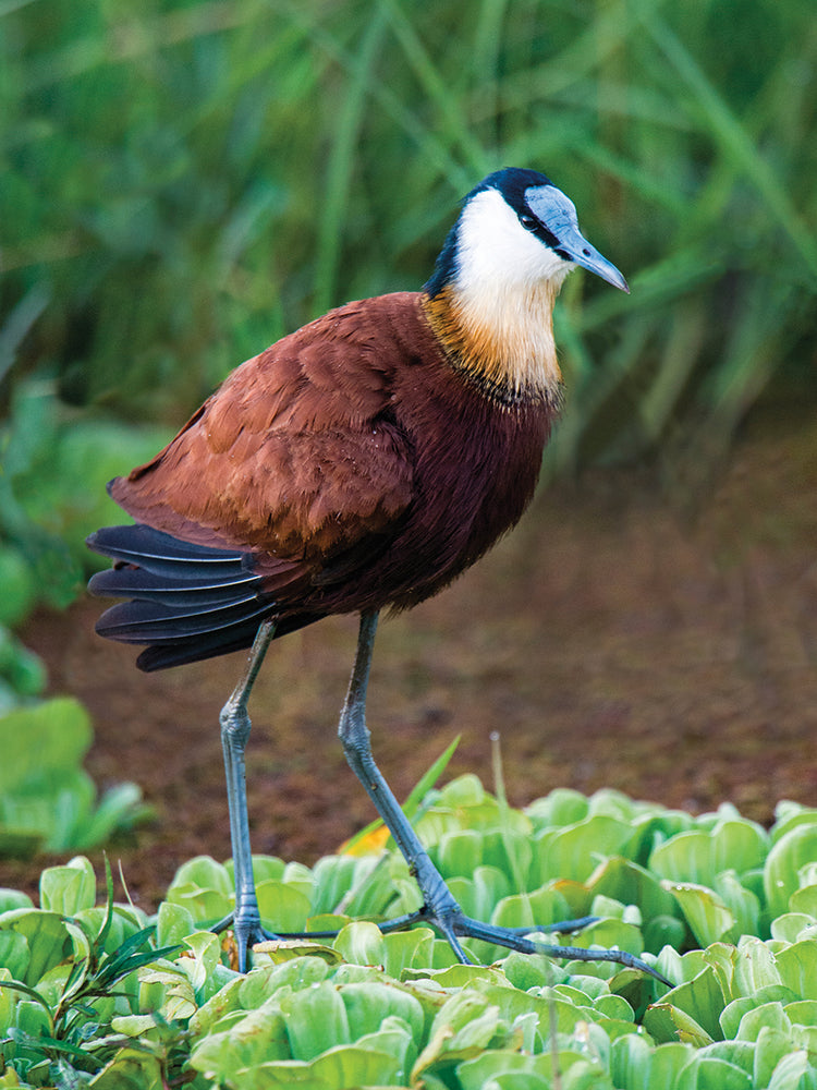 Jacana tropical Lienzo