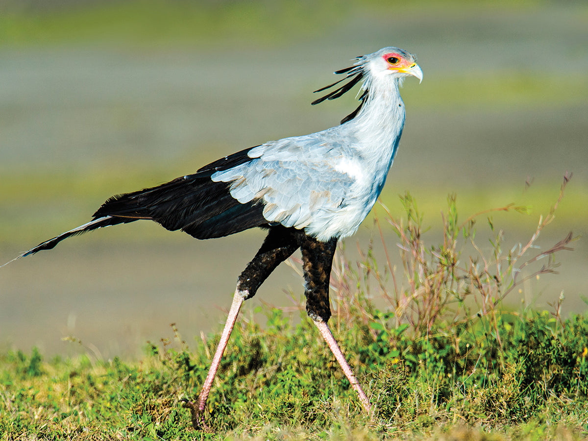 Secretary Bird Africa