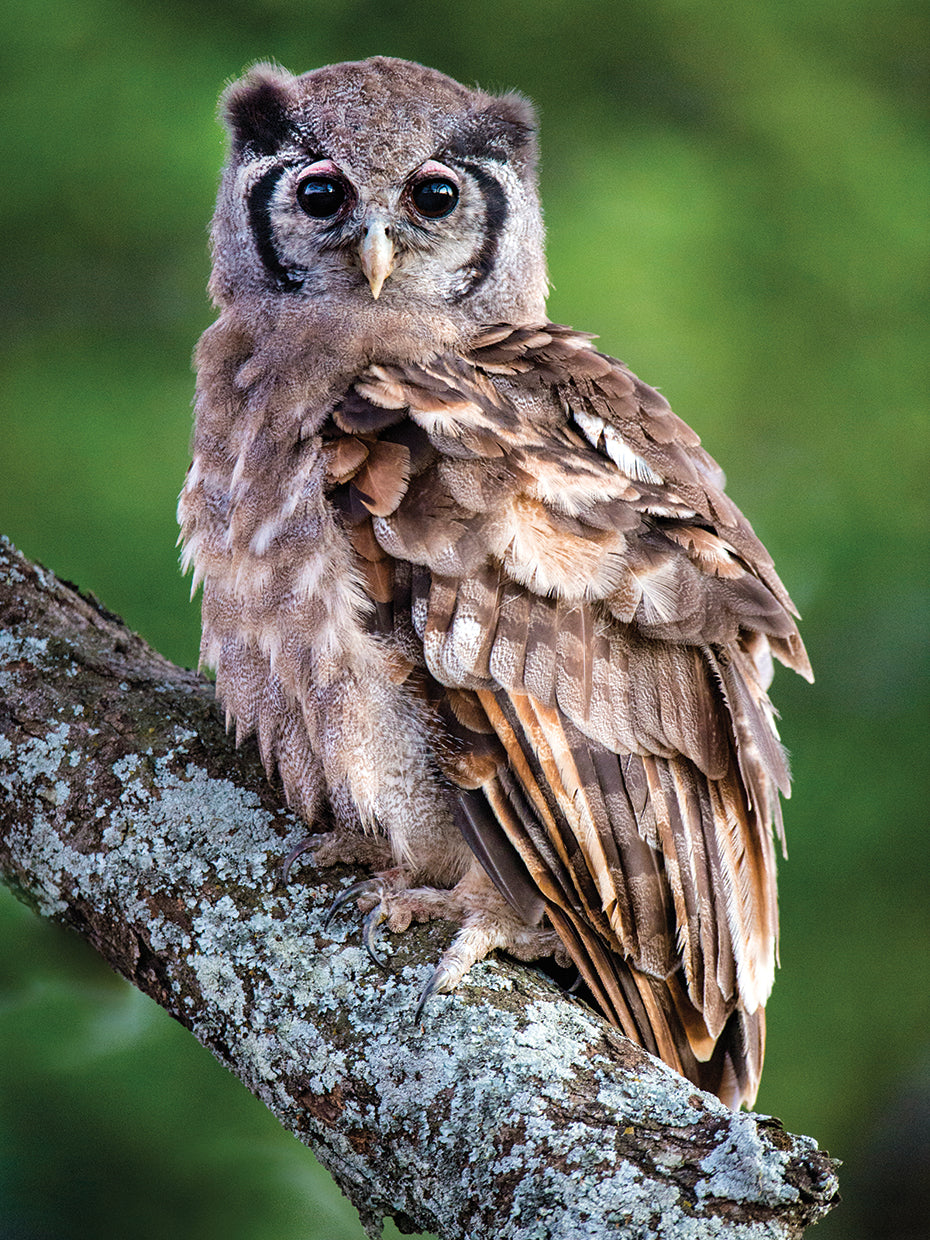 Eagle Owl Tanzania