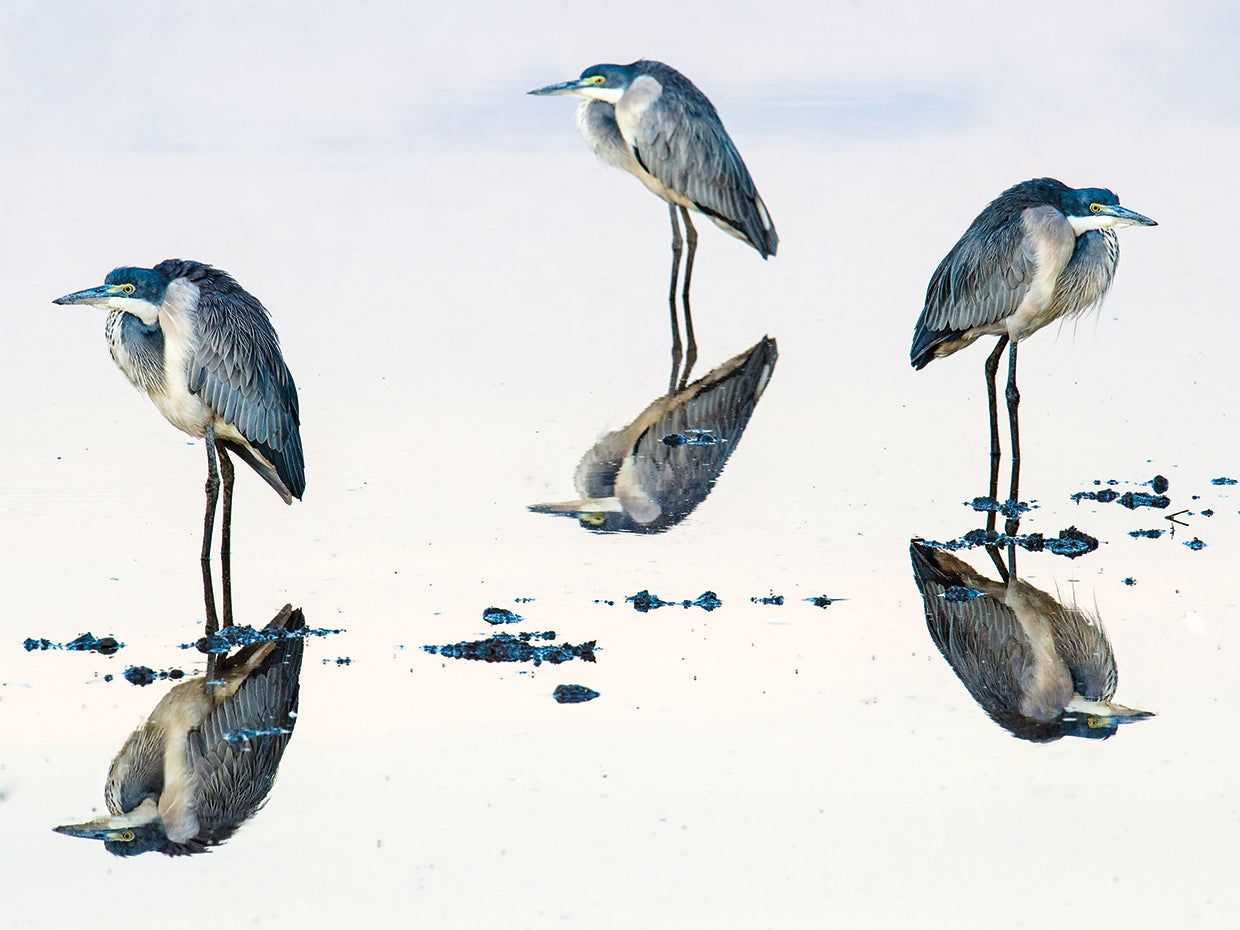 Garzas africanas Lienzo