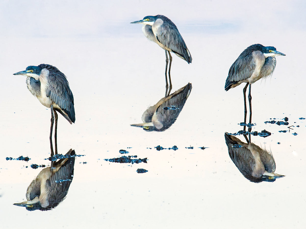 African Herons