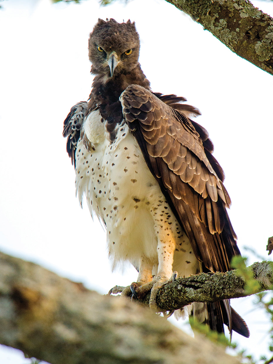 Serengeti Eagle