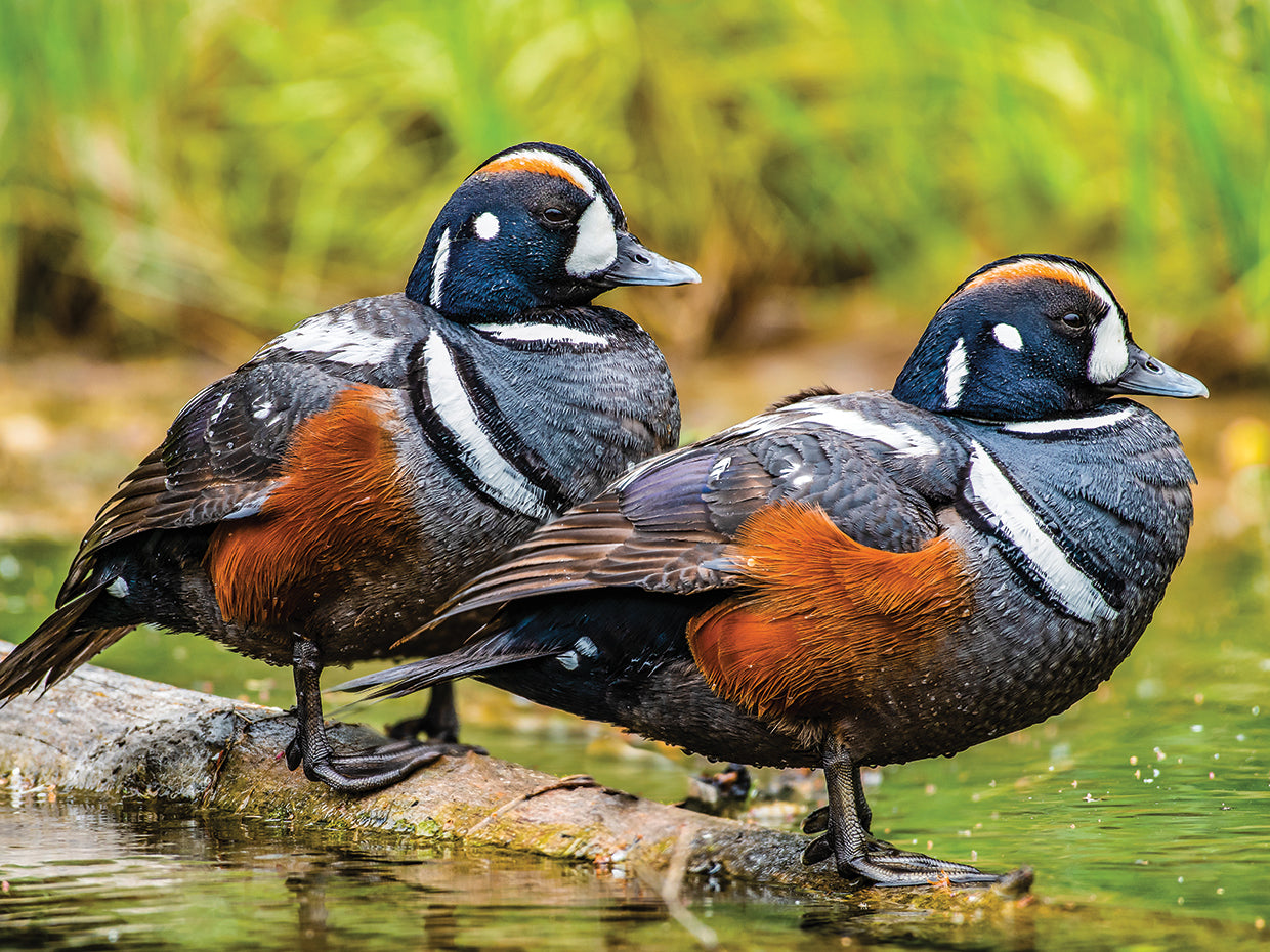 Showy Harlequin Ducks