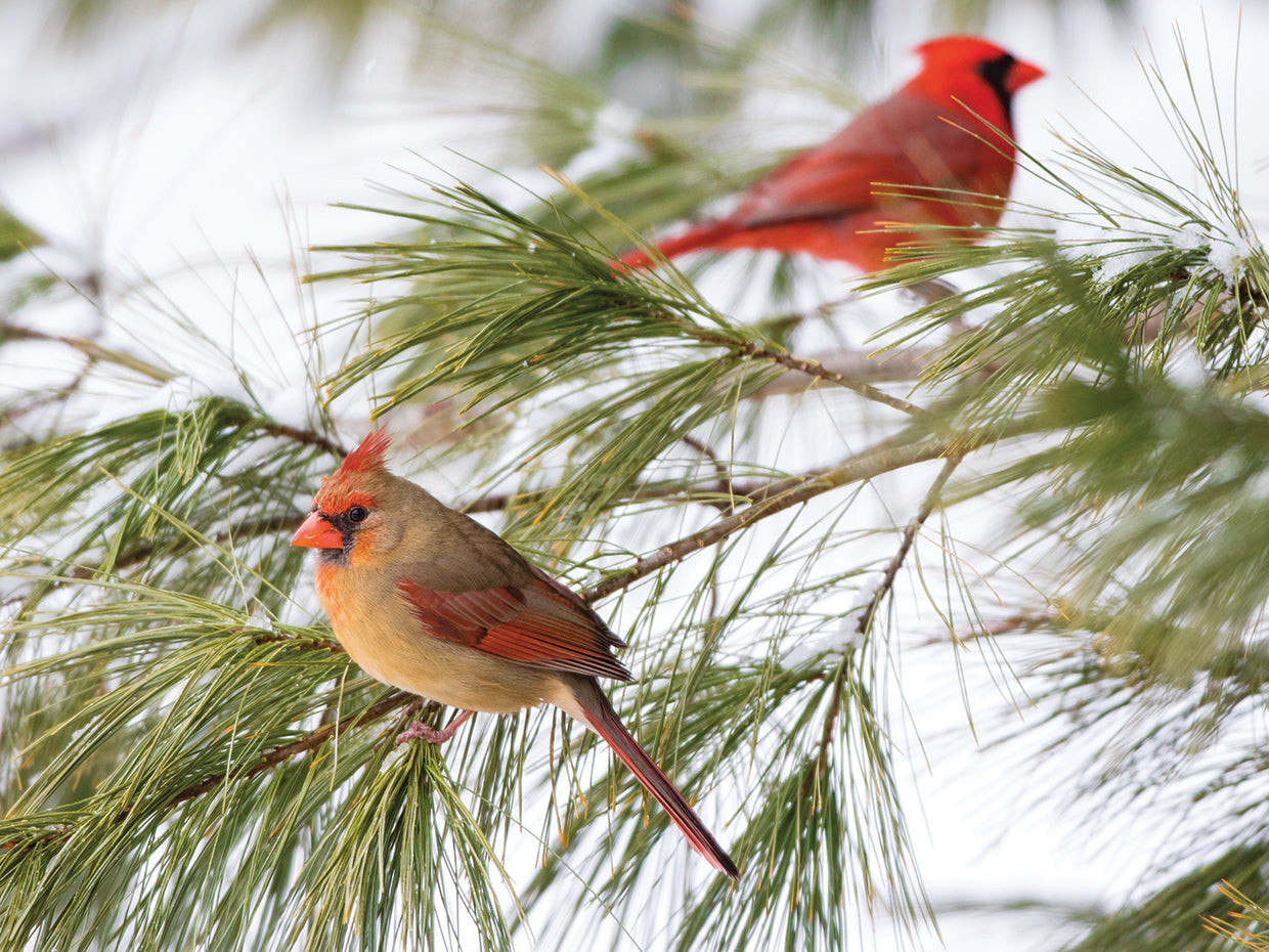 Perca de pino de cardenales rojos Lienzo