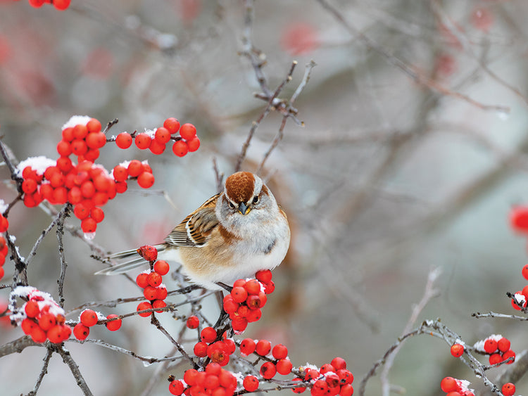 Gorrión Winterberry Lienzo