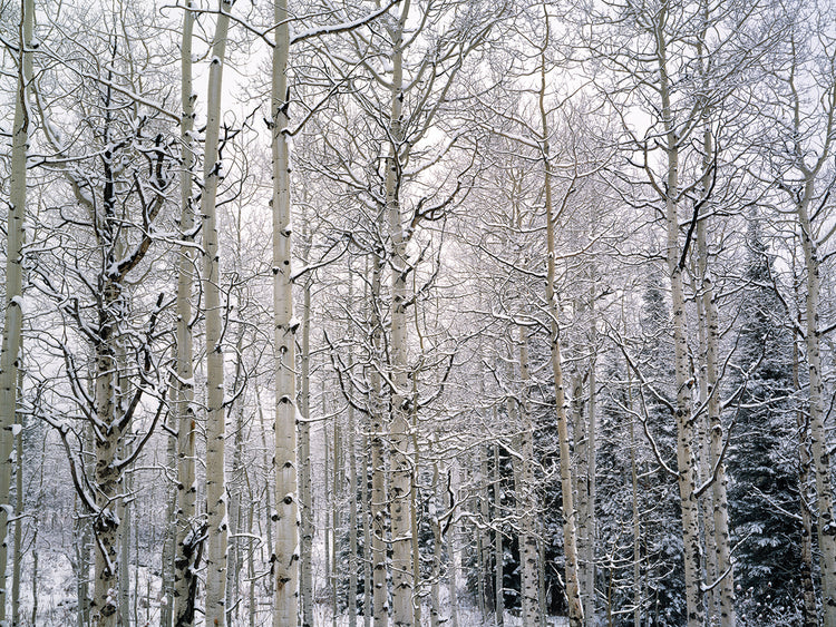 Vail Colorado Invierno Lienzo