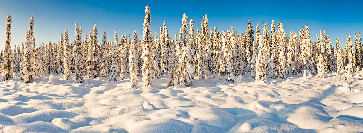 Maravillas de invierno Alaska Lienzo