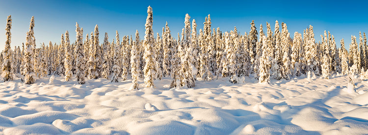 Maravillas de invierno Alaska Lienzo