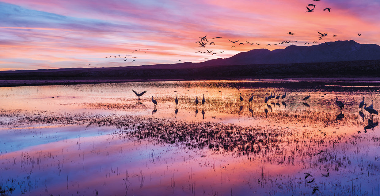 Bosque Sandhill Crane