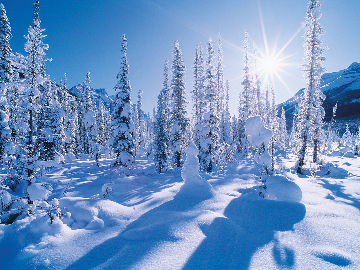 Sunny Evergreens Banff Lienzo