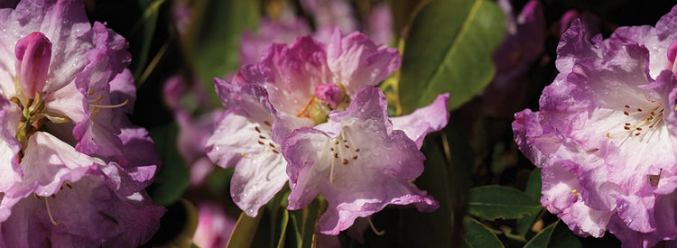 Flores de primavera de Seattle Lienzo