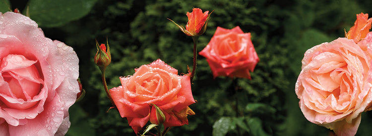 Rosas de primavera Washington Lienzo