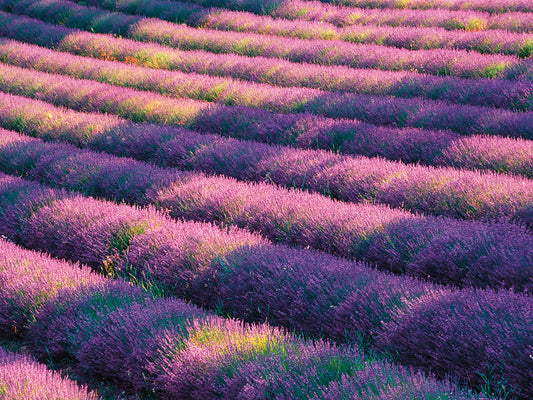 Provence Reves Lavender Canvas Print