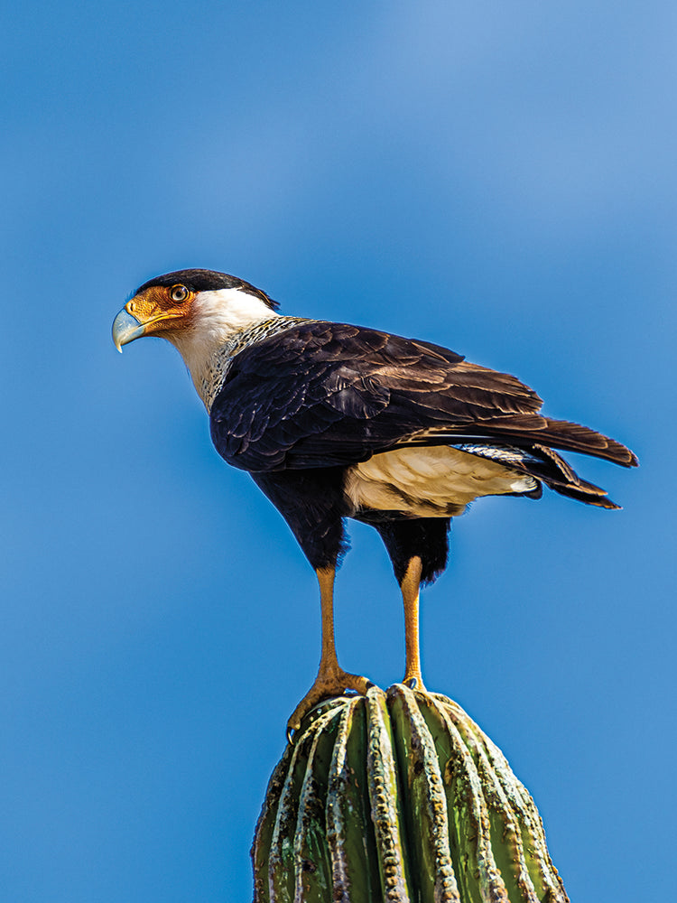 Caracara de cactus Lienzo