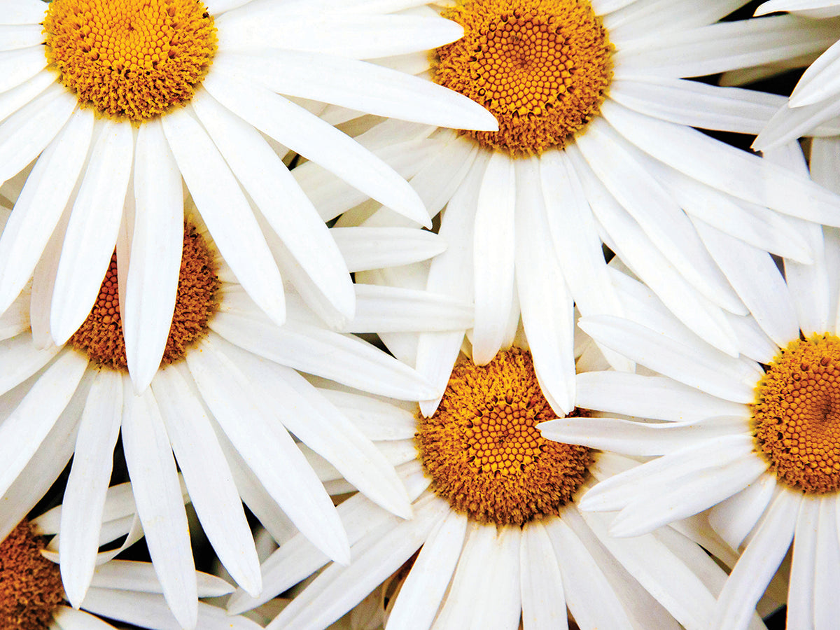 Daisy Splash