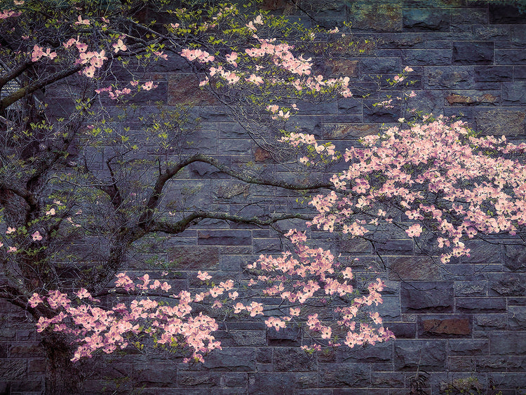 Dogwood in Pink