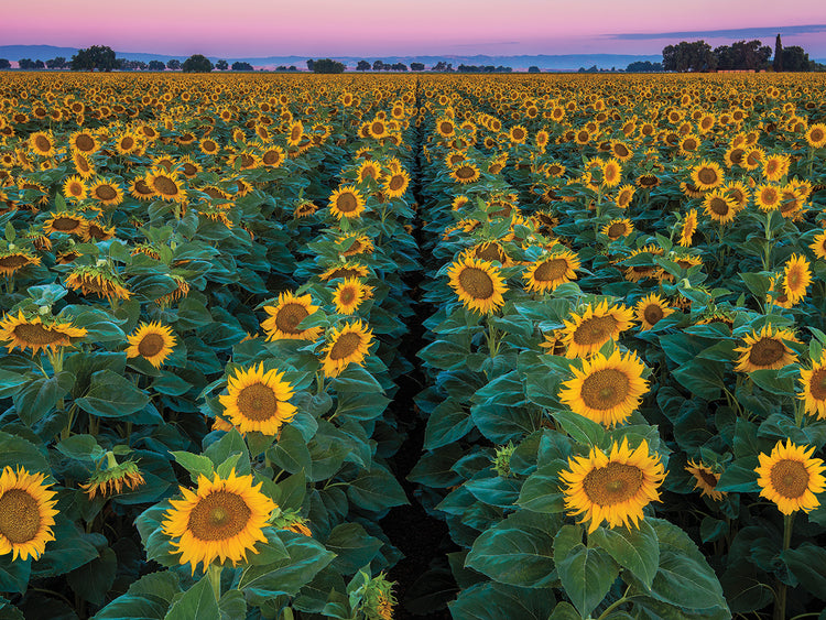 Dawn Sunflowers