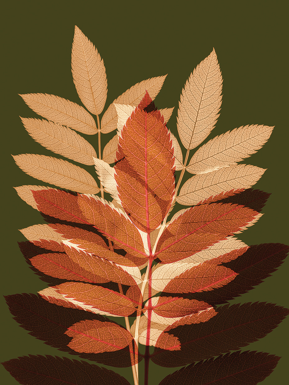 Fall Leaves 4