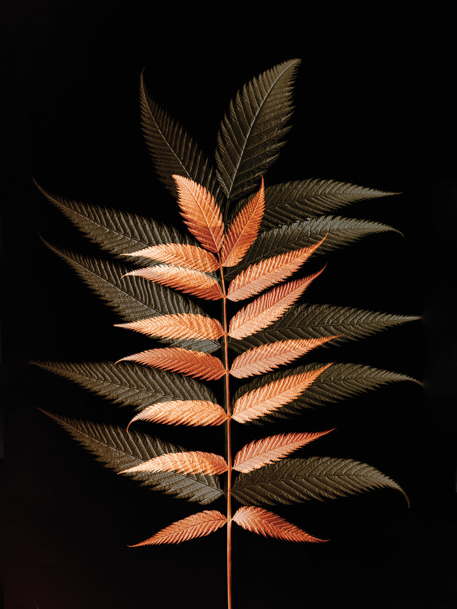 Fall Leaves 6